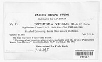 Piptarthron yuccae image